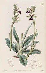 Illustration von Ophrys sphegodes subsp. atrata (als syn. Ophrys atrata)